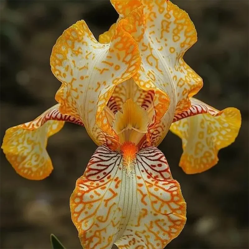 🔥【Limited Time Sale】🌺Iris Seeds - Rare Species - Image 11