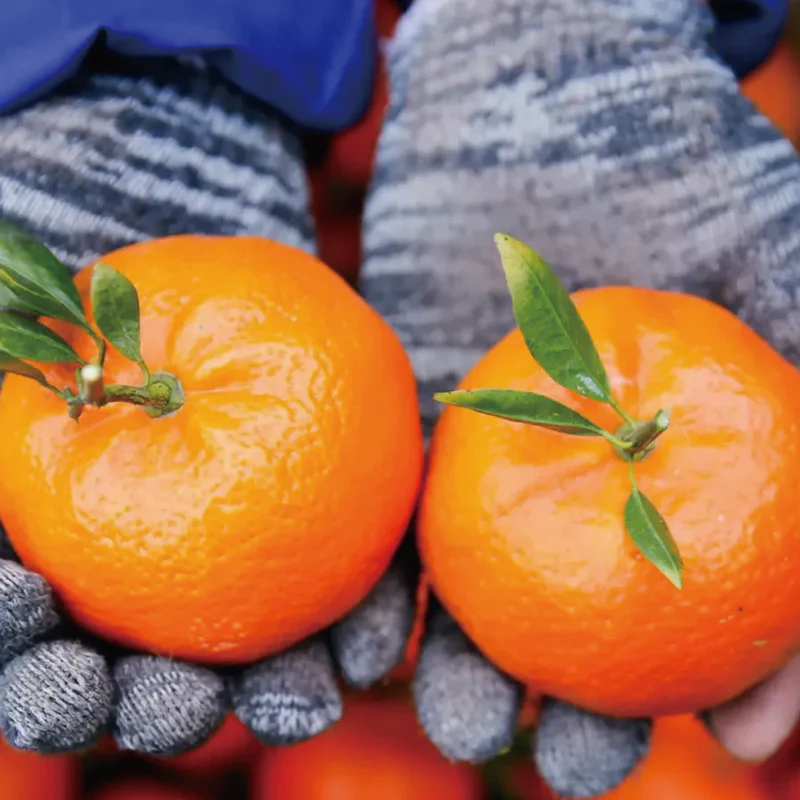 Red Tangerine Seeds-Sweet, Juicy, Abundant Harvests - Image 3