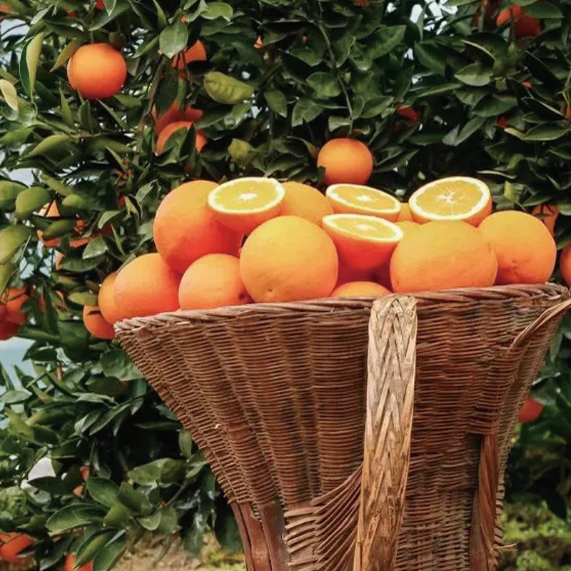 Red Tangerine Seeds-Sweet, Juicy, Abundant Harvests - Image 4