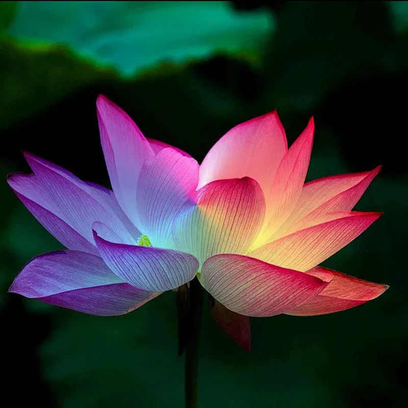 Rare Rainbow Lotus Seeds  Bowl Water Lily Hydroponic Plants Fast Growing - Image 3