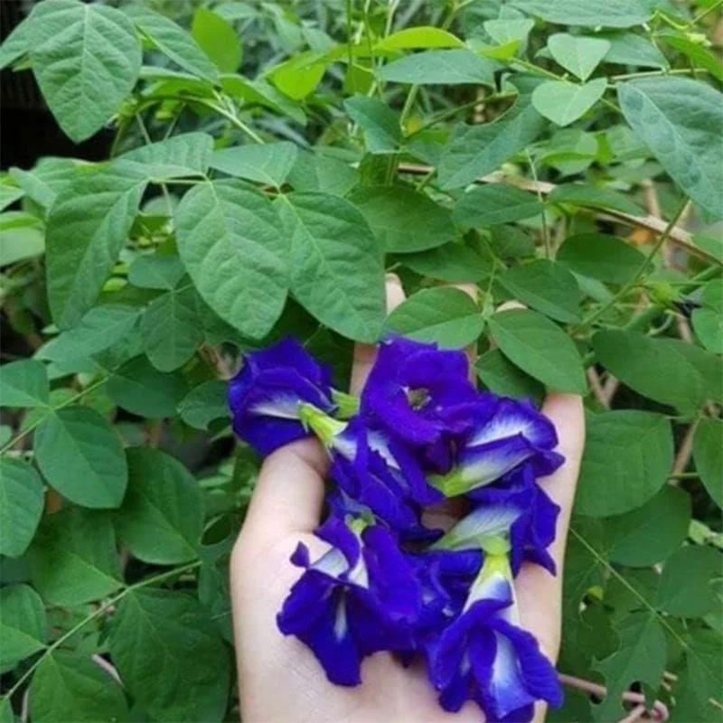 Butterfly Pea Flower Seeds