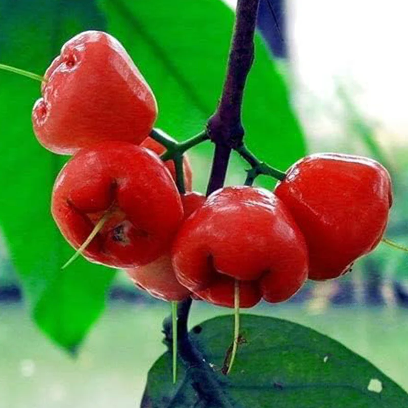 Rose Apple Fruit Seeds - Image 3