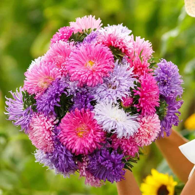Mixed Callistephus/Chinese Aster Seeds-Annual - Image 3