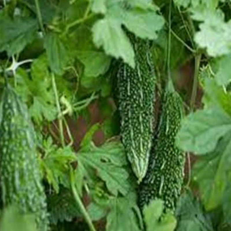 Bittergourd Vegetable Seeds - Image 5