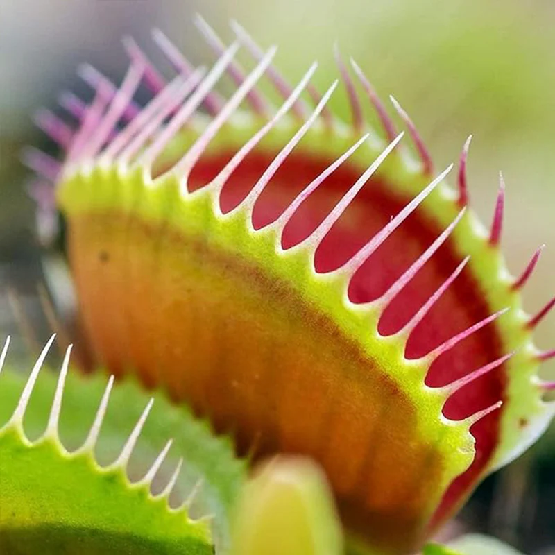 Venus Fly Trap Seeds Venus Flytrap Seeds for Planting Home Garden - Image 3