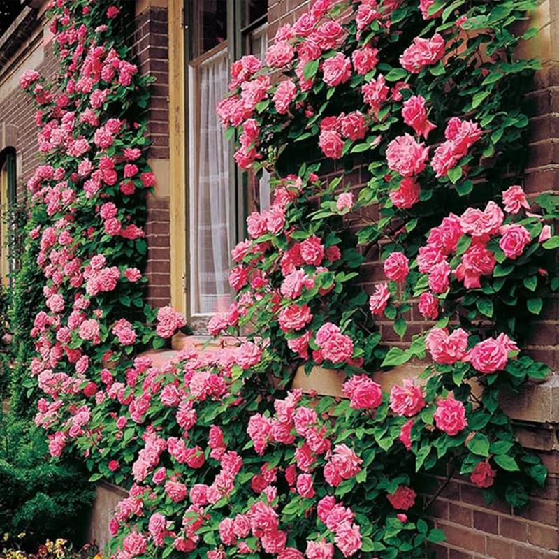 Mix Climbing Rose Seeds for Planting Outdoors Ornamental Climbing Flowers - Image 4
