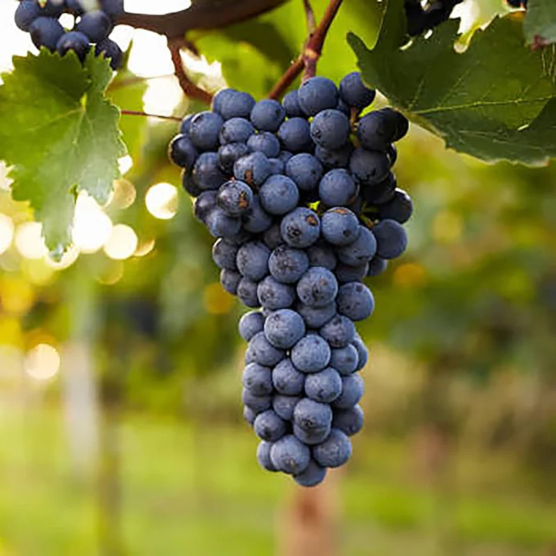 Grape Seeds for Planting Fresh Sweet and Delicious Natural Vine Seeds - Image 4