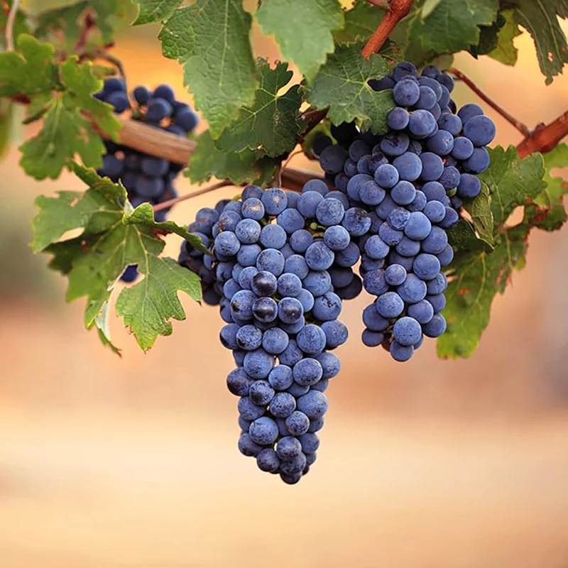Grape Seeds for Planting Fresh Sweet and Delicious Natural Vine Seeds - Image 5