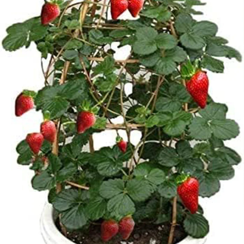 Red Climbing Strawberry Seeds For Home Garden - Image 3