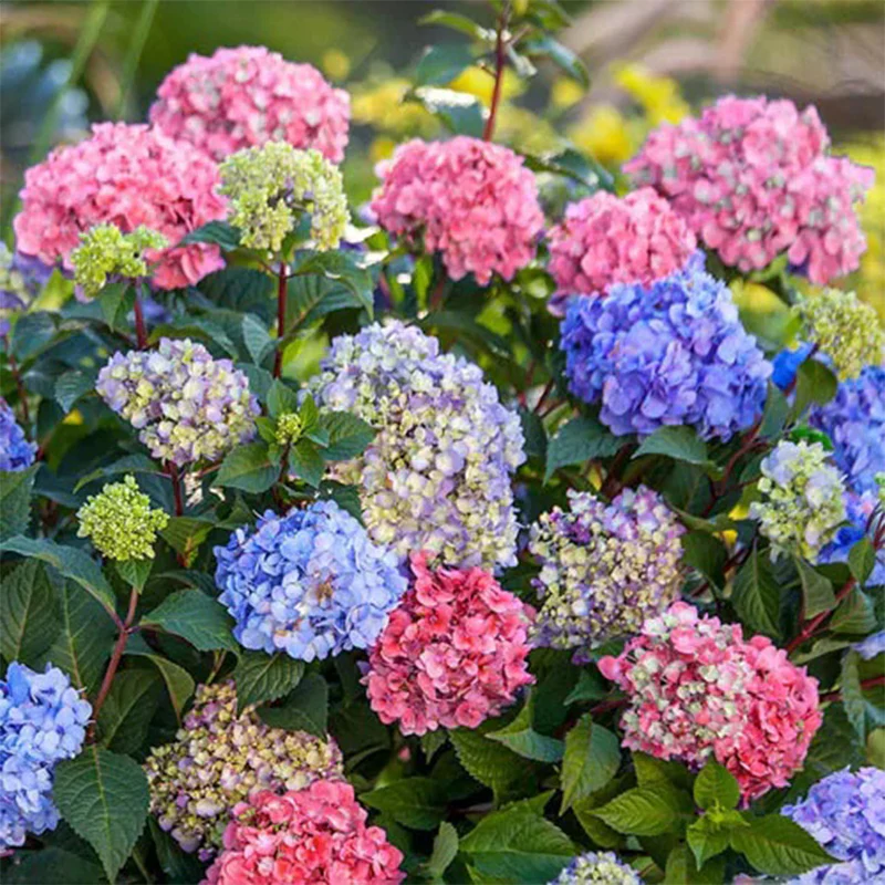 3N1 Hydrangea Seeds