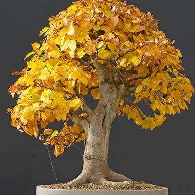 Bonsai Tree Trident Maple Seeds - Image 3