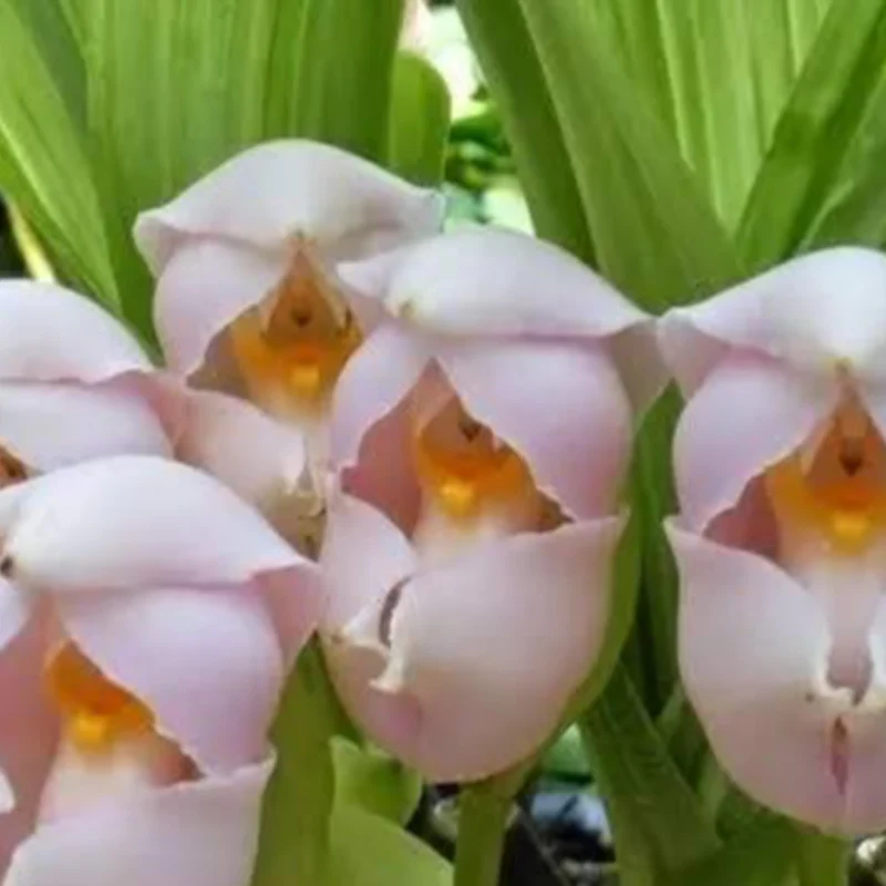 Swaddled Babies Orchid Seeds - Image 3