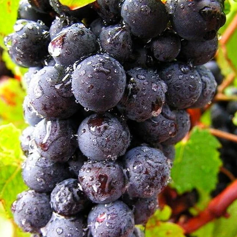 Grape Seeds Vine Fruit Seeds Mix Plant Home Garden - Image 2