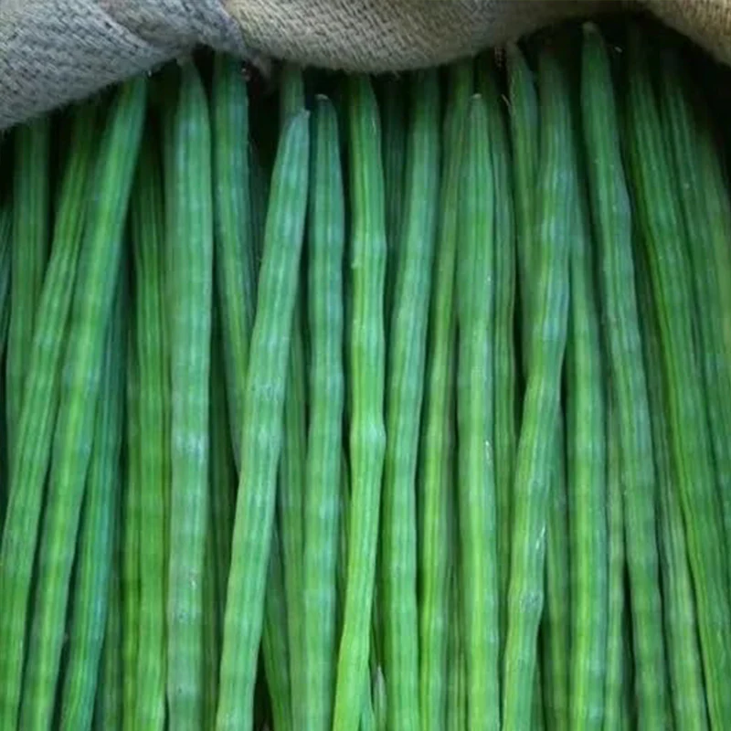 Drumstick Vegetable Seeds - Image 2