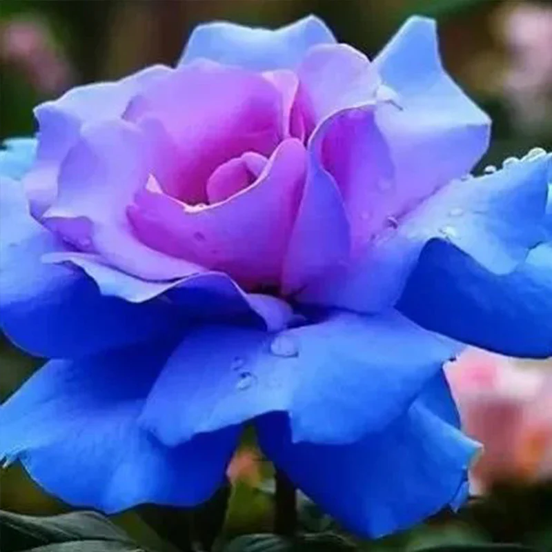 Rosa 'Blue Moon' Seeds - Image 2