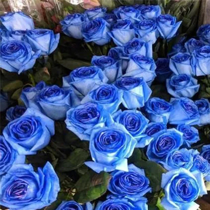 Rosa 'Blue Moon' Seeds - Image 5