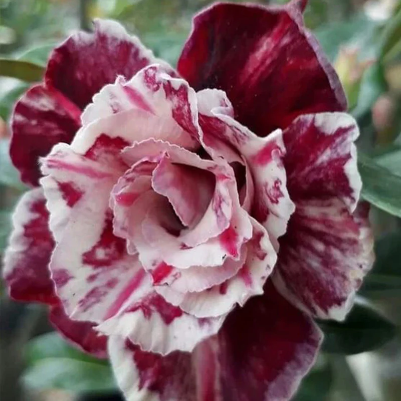 Adenium obesum Sugarism Seeds - Image 2