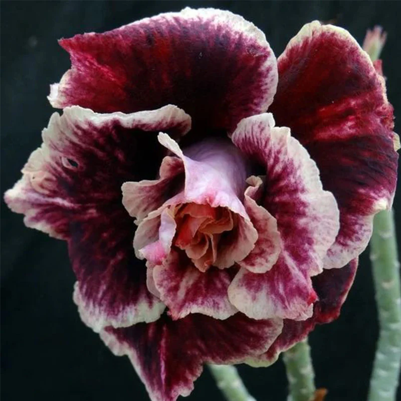 Adenium obesum Sugarism Seeds - Image 3