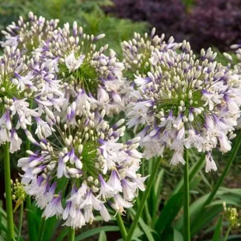 Agapanthus africanus 'Fireworks' - Image 5