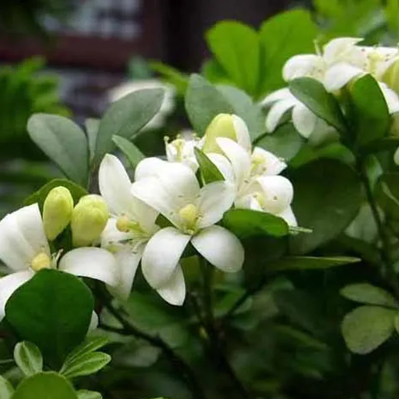 Aglaia Odorata Seeds - Image 3