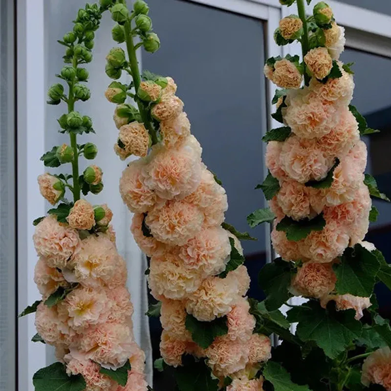 Alcea, Hollyhocks Peaches and Dreams - Image 4