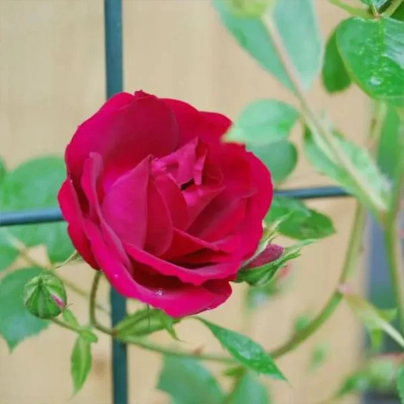 Alitissimo Climbing Rose Seeds - Image 2