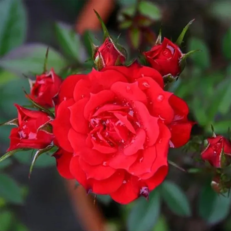 Alitissimo Climbing Rose Seeds - Image 4