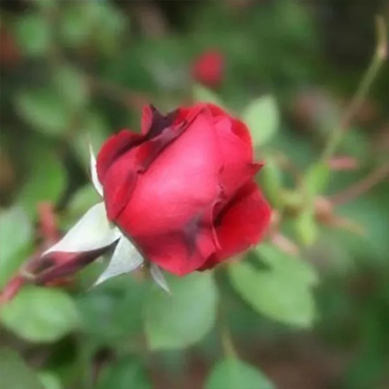 Alitissimo Climbing Rose Seeds - Image 6