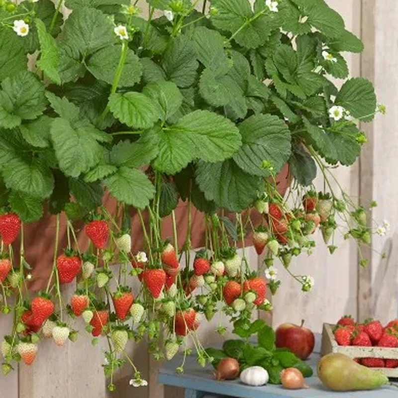 All-season Strawberry Seeds EverBloom Berries - Image 3