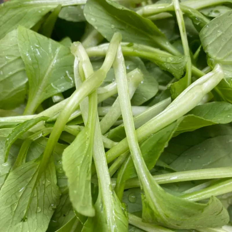 All Year Round Chicken Feather Vegetable Seeds - Image 3