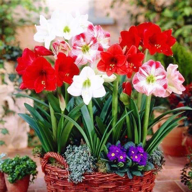 Amaryllis Flower Seeds - Image 2