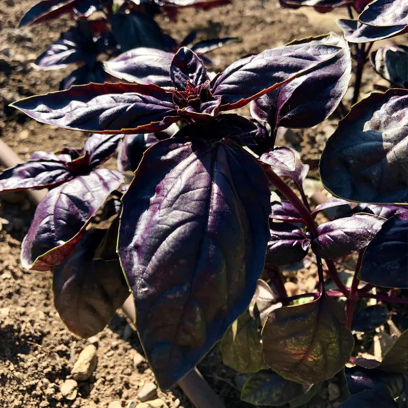 Amethyst Improved Purple Basil - Image 2