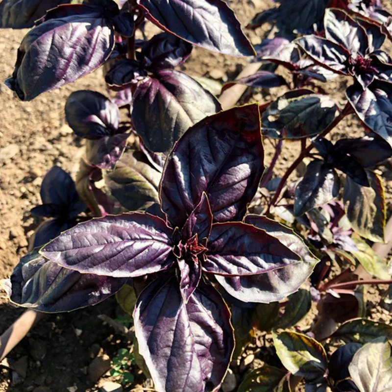 Amethyst Improved Purple Basil - Image 3