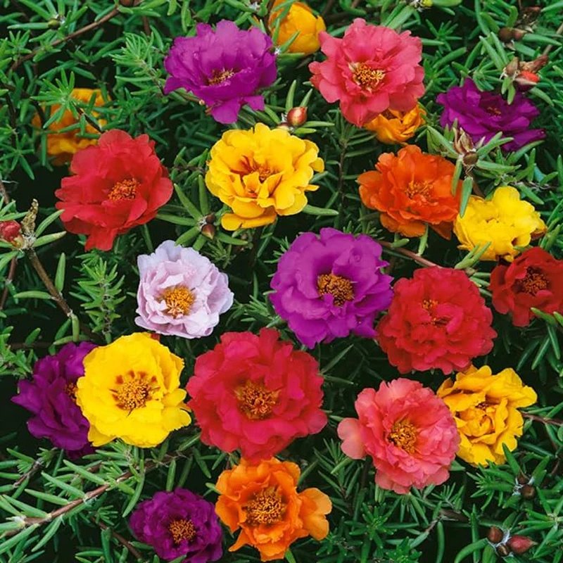 Annual Portulaca Moss Rose Ground Cover Seed Mix for Planting - Image 3