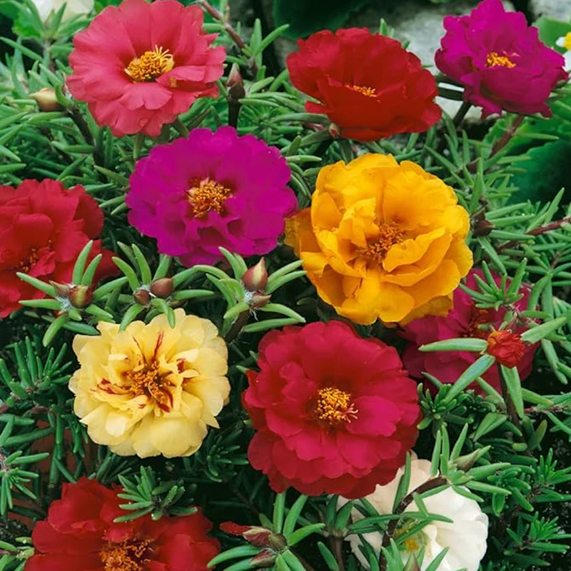 Annual Portulaca Moss Rose Ground Cover Seed Mix for Planting - Image 4