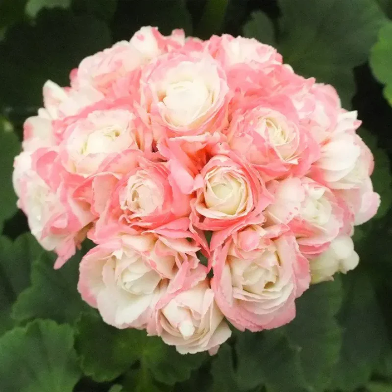 Apple Blossom Geranium Seeds - Image 3