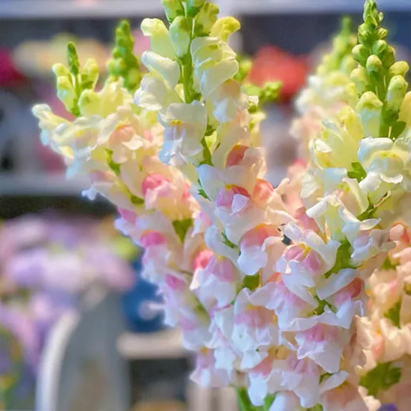 Apple Blossom Snapdragon Flower Seeds-Extremely romantic flowers - Image 3