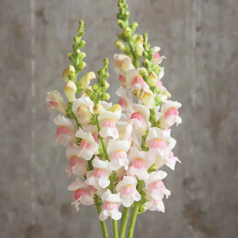 Apple Blossom Snapdragon Flower Seeds-Extremely romantic flowers - Image 5
