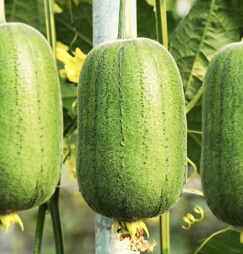Apple Luffa Seeds - Image 5