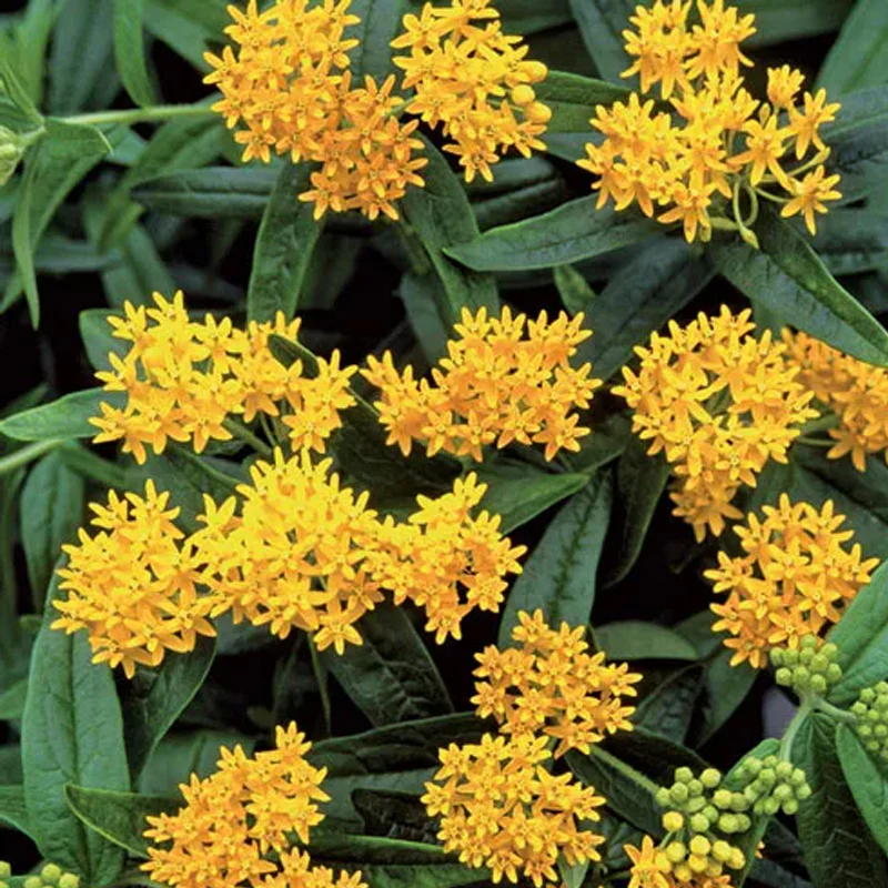 Asclepias Collection - Image 2