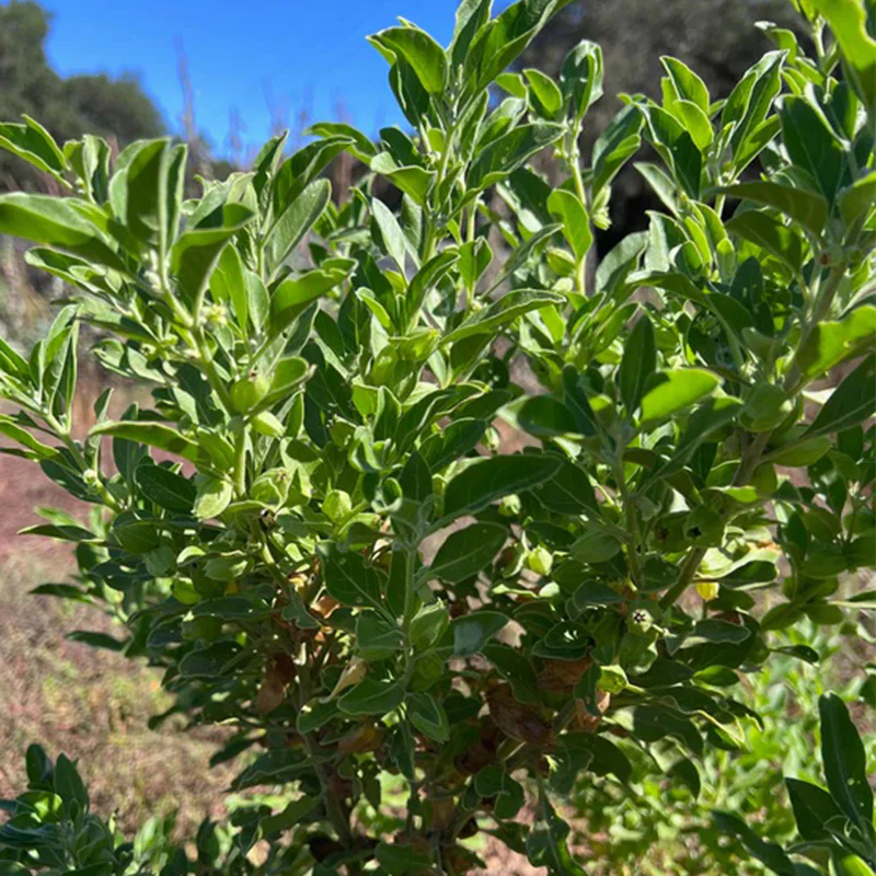 Ashwagandha