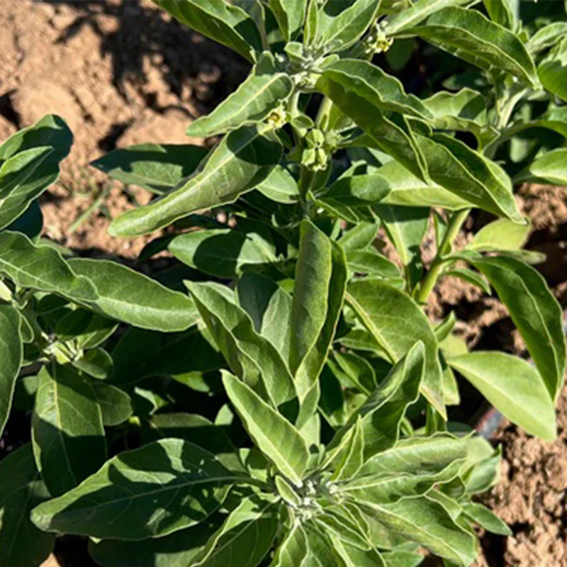 Ashwagandha - Image 2