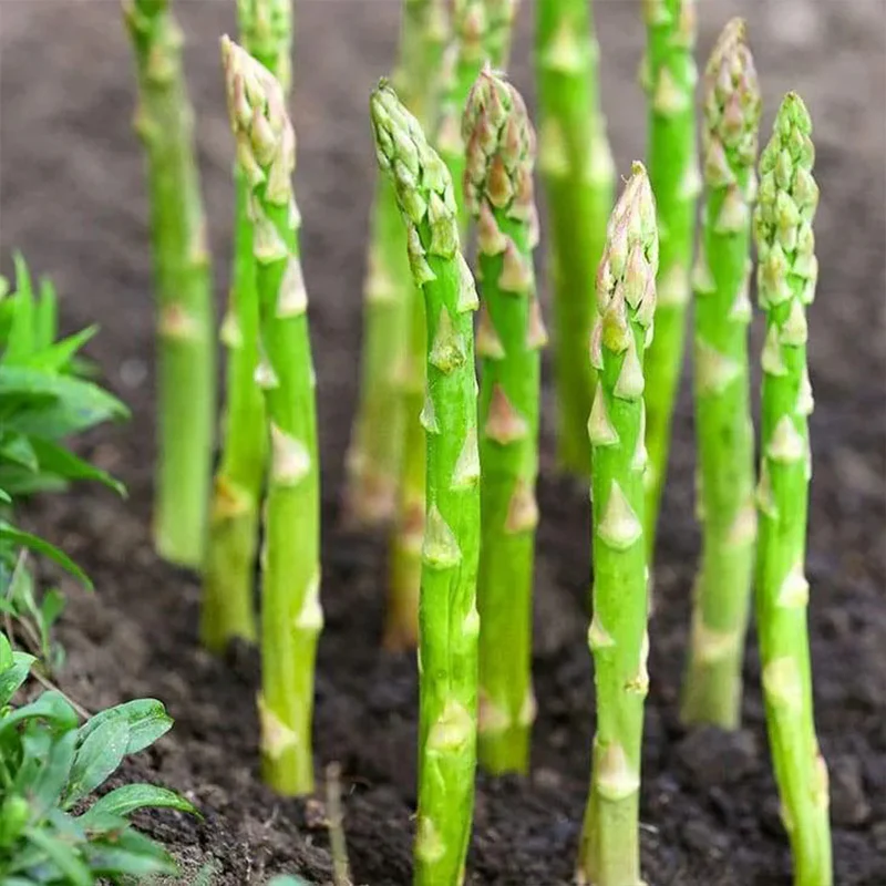 Asparagus Crowns Millennium - Image 3