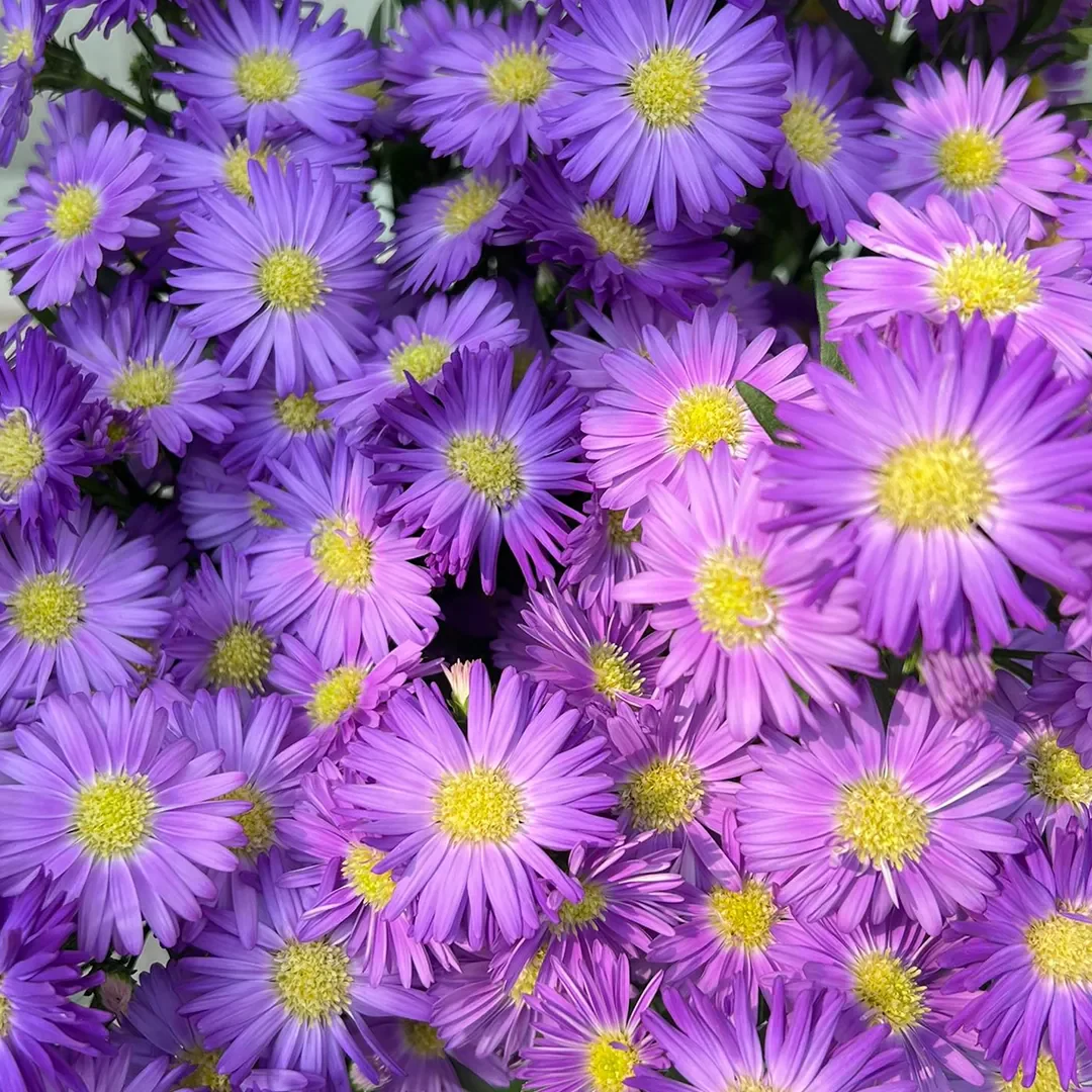 Aster Seeds- Purple Dome - Image 3