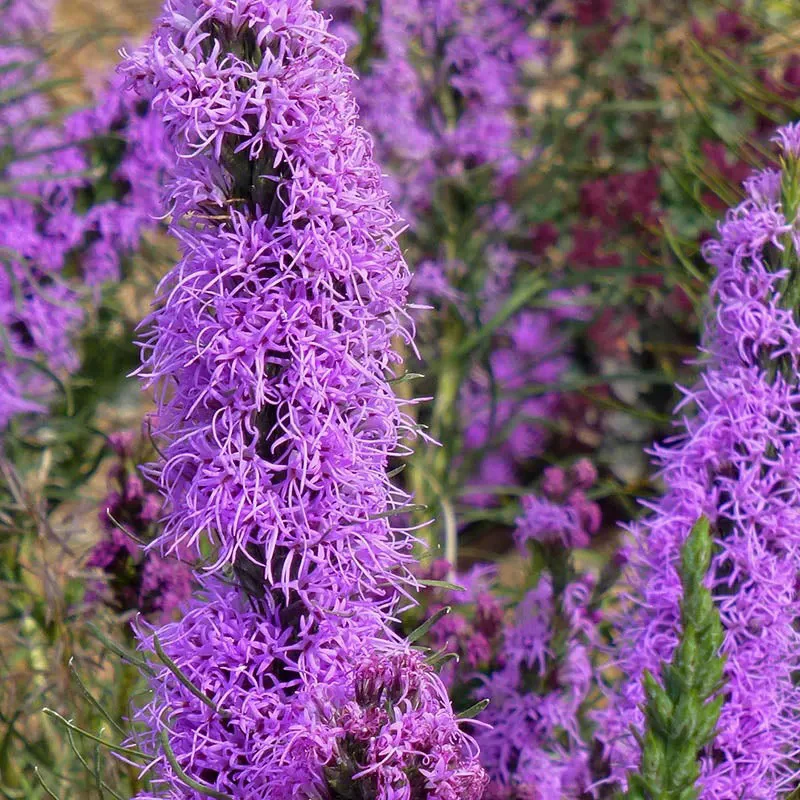 Autumn Magic Pollinator Collection Seeds - Image 3