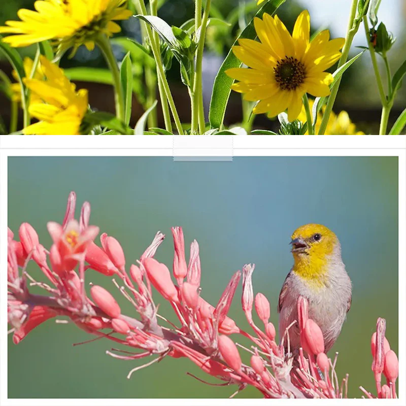 Autumn Magic Pollinator Collection Seeds - Image 7