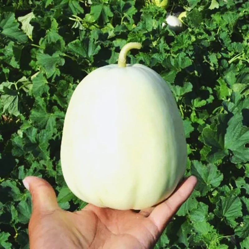 Bai Mibao Taiwan Melon Seeds White Thin-Wall Muskmelon - Image 3