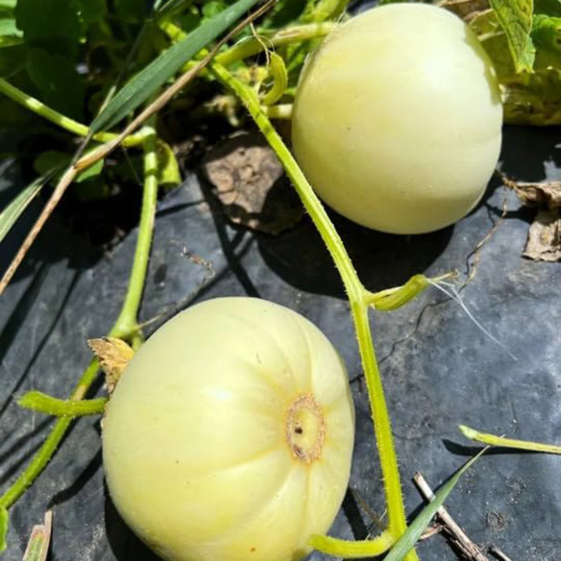 Bai Mibao Taiwan Melon Seeds White Thin-Wall Muskmelon - Image 4