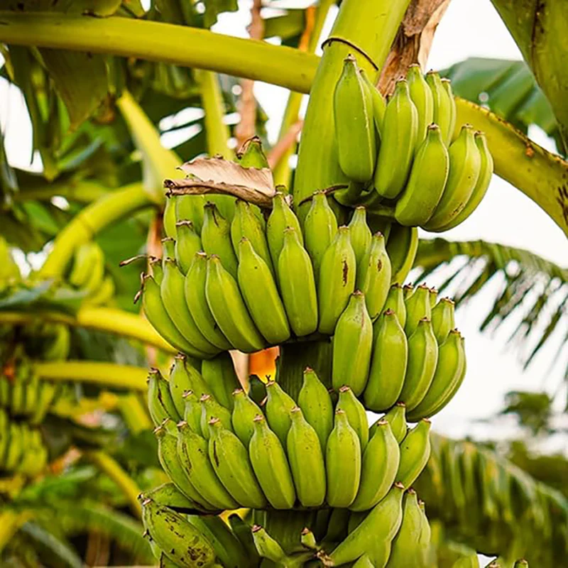 Banana Tree Seed Tropical Plant Delicious Sweet Fruit Non-GMO Gardening - Image 2