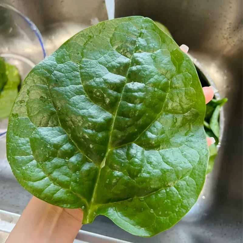 Basella Alba Seeds - Image 3